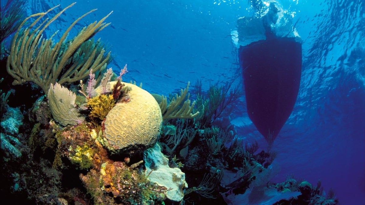 Ocean plant and animal life with a boat passing by on the surface